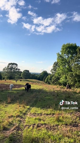 If you need me, I’ll be here 🌤️🌳🐮 #progress #clearingground #farm #cows #agriculture #farmtok #ranching #arkansas #rural #simplelife #bulldozer #viral #fyp #romancevalleycattle
