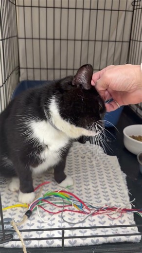 Video of adoptable pet named Bonita (01/30/2026-401) Willow Grove
