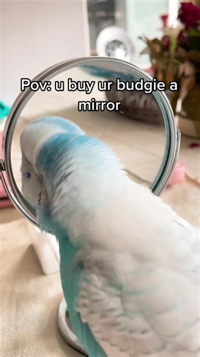 Understanding Budgie Behavior with Mirrors