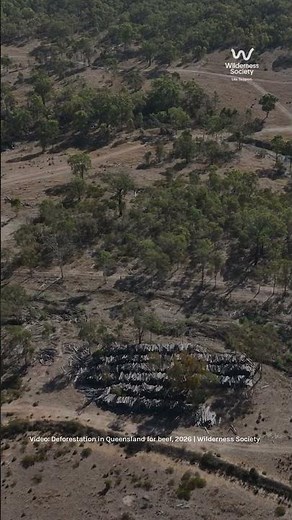 This is the reality of deforestation in Australia