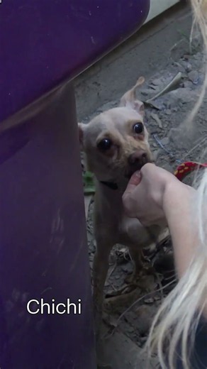 Lucky Leash 1