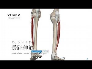 長趾伸筋の解剖学図｜musculus extensor digitorum longus｜筋肉辞典#99