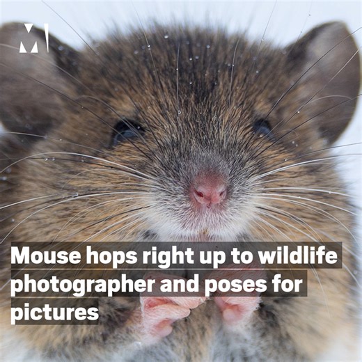 356K views · 19K reactions | The most photogenic little critter you ever did see  | Metro | Facebook