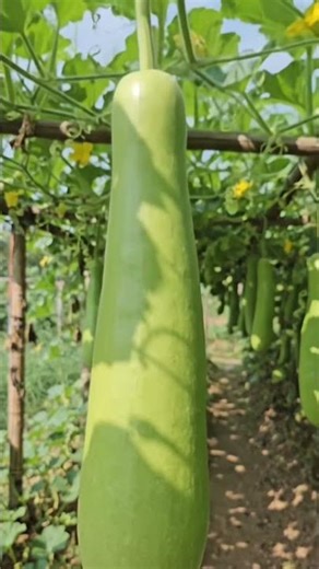 Green Grace: The Beauty of Loki Plant