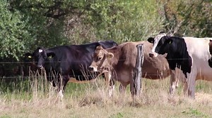 Thirsty cows on dry land in drought and extreme heat period burns the brown grass due to water shortage as heat catastrophe for grazing animals with no rainfall as danger for farm animals beef cattle