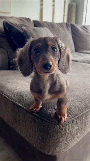 #dachshund #puppy #dacshundsoftiktok #dachshunds #minidachshund