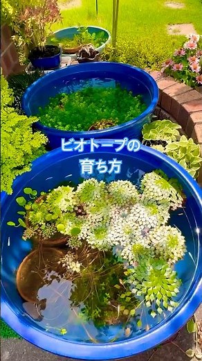 春に作ったメダカビオトープ夏までの様子