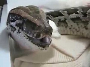 Snake Eats Chick Alive #2 Part 2!