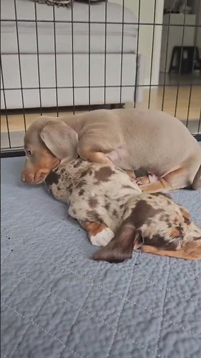 #puppy AKC Miniature Dachshund Puppies For Sale – Health Tested, Family Raised & Ready to Go Home