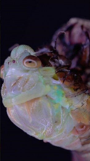 The Molting Process of a Cicada #insects #insecticida #nature