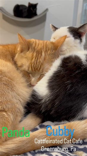 Look at these sweet snuggle bugs! #shorts #cat