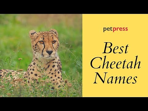 Best Cheetah Names - Top And Popular Cheetah Name Ideas