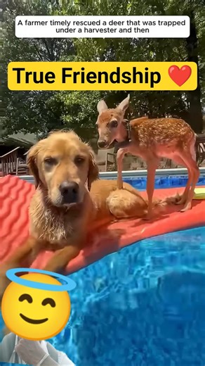 True Friendship 😍 #shorts #viral #ytshorts #funny #pets #cute #love #animals #foryou #asmr #fyp #yt