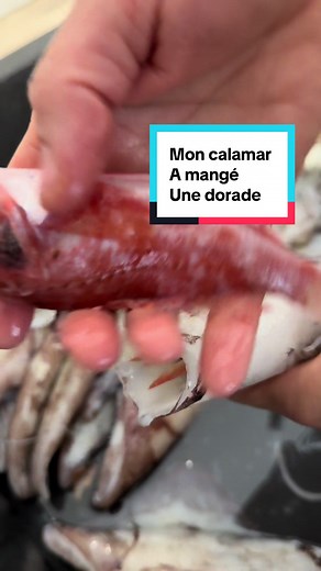Préparation de calamars avec des dorades sébastes trouvées