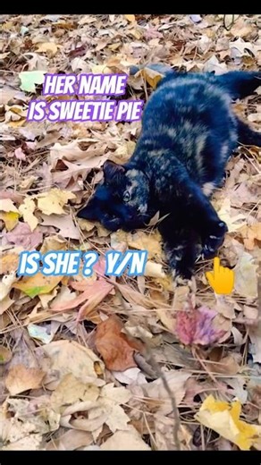 That's What! 💘 Soo..Cute Tortoiseshell Cat #shorts