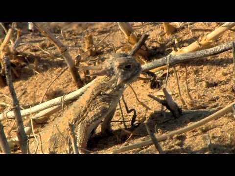 Flat Tailed Horned Lizard Research