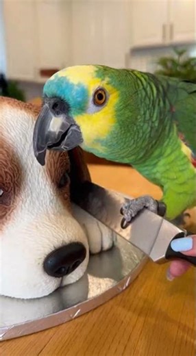 Parrot Comedy Gone Wild – Cat & Dog Can’t Stop Reacting 😂