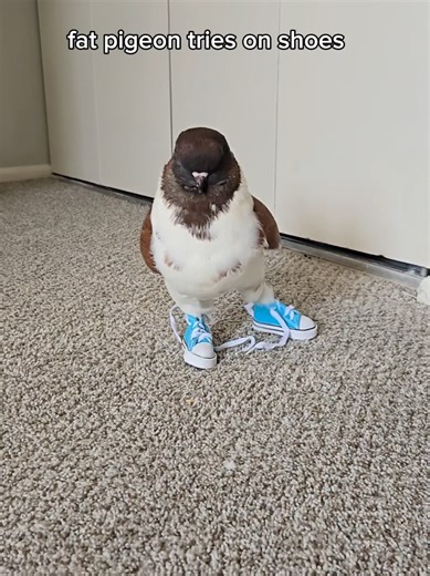 he's fine! join my pigeon discord BTW in bio or like. A biological weapon will be released on earth idk. He tried his shoes on, didn't like them, took him off, and the shoes have never been put back on since! #funny #pet #bird #modenapigeon #pigeon