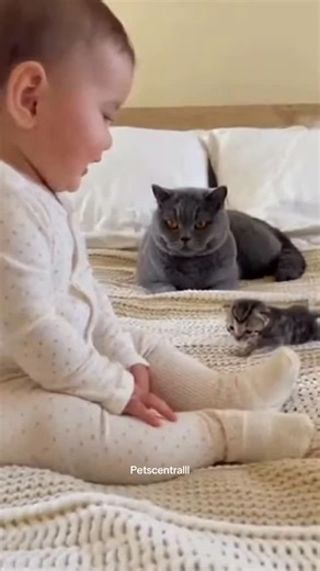 Newborn kitten takes his first steps… with his best friend by his side 🐱👶#baby #baby #funny #reels | Pets Central