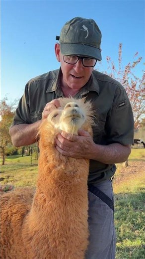 This is a really Magic moment with Magic the alpaca! How cool! 😎🙌🏻