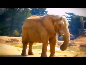 32K views · 679 reactions | Sebotsa {Ramatsotsane} Official Music video | Atm Ls Number 1 | Facebook