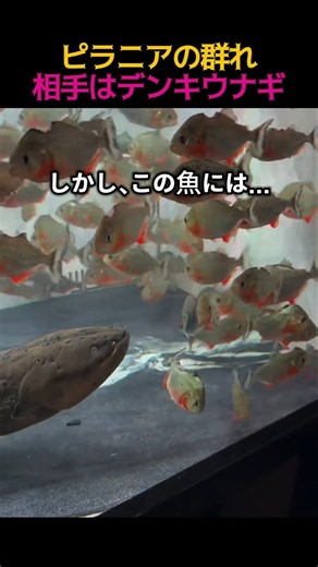 The "Weapon" That Protects an Electric Eel From a Swarm of Piranhas