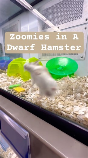 Dwarf hamsters get Zooms from excitement—happy bursts of energy, before being adopted! 🐹💨 #hamster