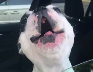 Meet Walter, the opera singing dog.