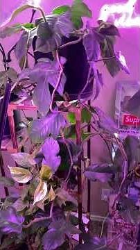 💧 You're Probably Watering Your Plants Wrong! (How to water your plants)