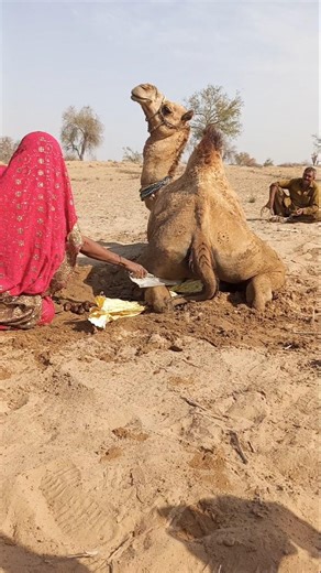 لحظات مؤلمة لجمل في الصحراء القاسية 🐪🔥