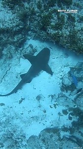 6.4K views · 45 reactions | Diving Deep to Catch DINNER #spearfishing #deepdive #underwateradventure | South Florida Fishing Channel | Facebook