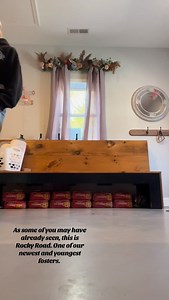 Learning the sit command with the adorable Rocky Road 💕 If your interested in this little guy, you can fill out and application through @wicomicohumanesociety #trainitforward #pittypuppy #fosters | Train It Forward, Inc