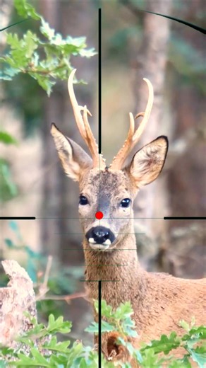 Roe Deer Shooting | Sparare al capriolo | Cazar corzos | Rehe schießen