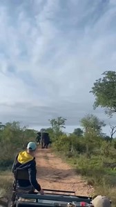 Never underestimate the strength of an elephant. Angry elephant when cornered is dangerous. Take care #elephant | Eliud Ole Naisho