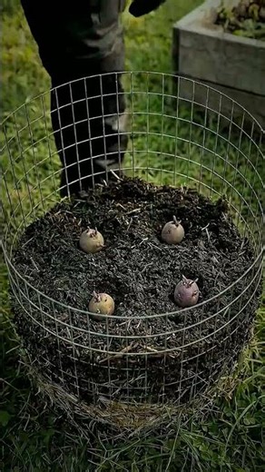 #shorts Growing 100+ Potatoes in a Simple DIY Wire Tower