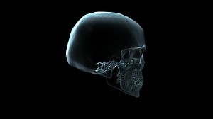 Download 3D medical animation of a skull rotating - Loop for free