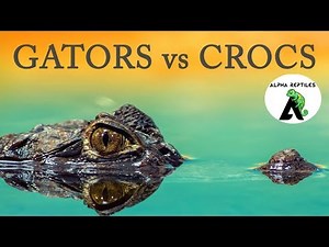 Alligators vs Crocodiles!