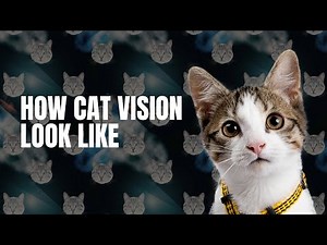 Exploring the World Through a Cat's Eyes: How Cat Vision Look Like