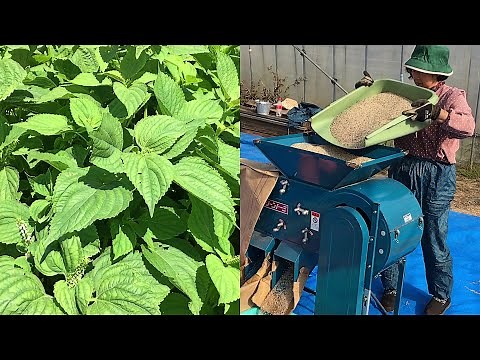 The Success Of Perilla Farming & Harvest Japan | Green Sesame Oil Cultivation & Agriculture