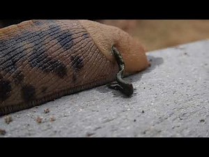Banana Slug Pooping