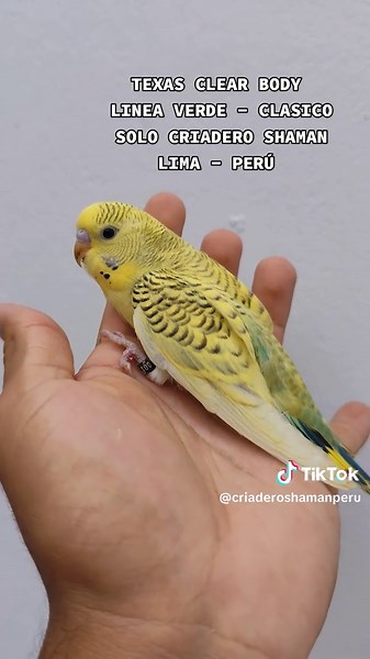 CRIADERO SHAMAN (@criaderoshamanperu) - Texas clear body 🦜 Línea verde 💚 Solo en CRIADERO SHAMAN 👑 LIMA PERÚ 🇵🇪 #mascotas #papilleros #aves #parrot #reproduction #aviario #paratiiiiiiiiiiiiiiiiiiiiiiiiiiiiiii #fyp #periquitosaustralianos #pyf