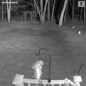 649K views · 4.5K reactions | Home surveillance video captured a coyote who snatched a dog named Brodie from a yard in Massachusetts. The dog was found safe after the family spent hours searching. A shock from the family's invisible fence could be to thank for scaring off the coyote. https://abcn.ws/38DtZWx | ABC News | Facebook