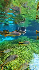 This is hidden in the countryside of Brazil 🇧🇷 #river #viajanoreels #superreels | Destinos Mato Grosso do Sul