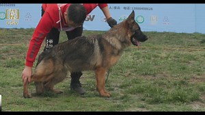 2021年CSV德国牧羊犬石家庄地方展幼小母犬组VV4犬只讲评