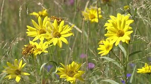 Yellow Arnica Flowers Yellowstone National Park Stock Footage Video (100% Royalty-free) 32284876 | Shutterstock