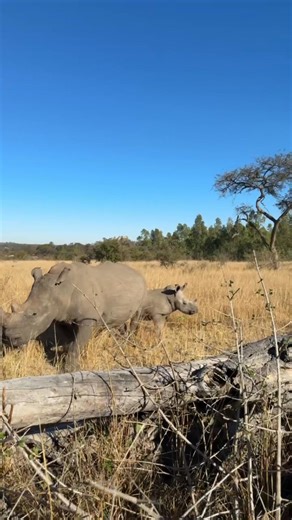 Record breaking numbers of rhino babies in 2025 - join the volunteer program! 🌍🦏 | Reilly Travers