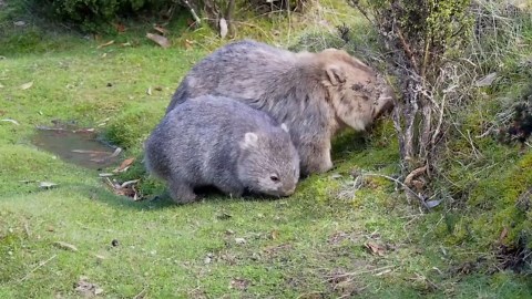 Odhalení vombatů: Fascinující pohled na život vačnatců