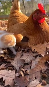 Funny video today #broodyhen #chickens #chickensoftiktok #fyp #farmlife #broody | Chicchiken13