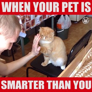 11M views · 43K shares | All of these guys are going to college  | The Pet Collective | Facebook