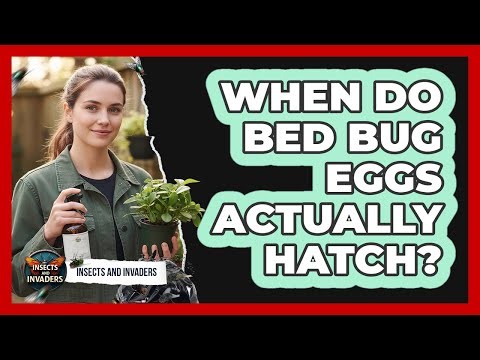 When Do Bed Bug Eggs Actually Hatch? - Insects and Invaders